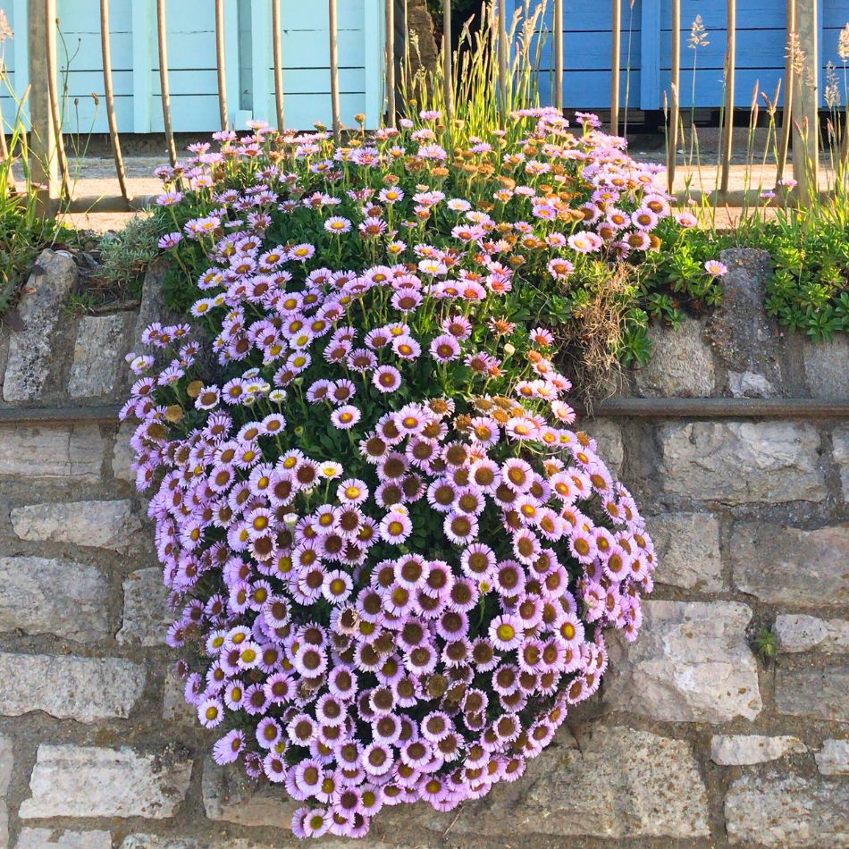 Erigeron glaucus ‘Sea Breeze’