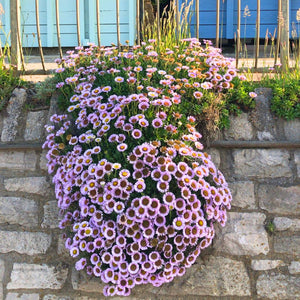 Erigeron glaucus ‘Sea Breeze’