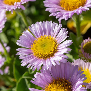 Erigeron glaucus ‘Sea Breeze’