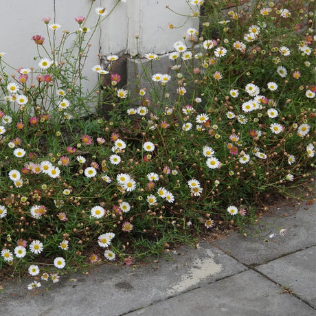 Long low border of Erigeron karvinskianus dotted with tiny white and blush-pink flowers.