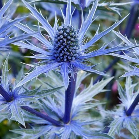 Close-up of steel-blue Eryngium ‘Big Blue’ flower heads surrounded by spiny blue bracts.