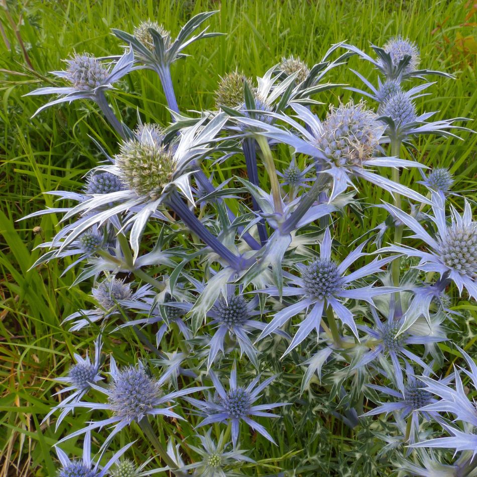 Eryngium planum