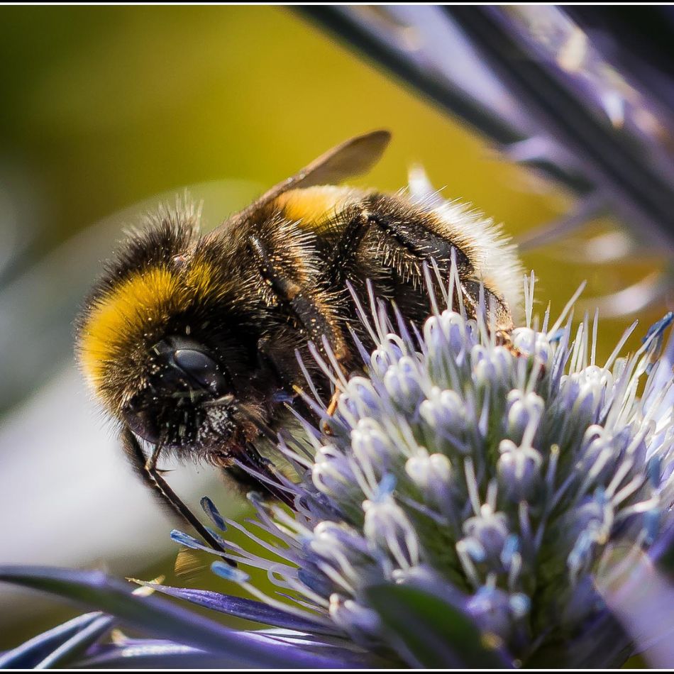 Eryngium planum
