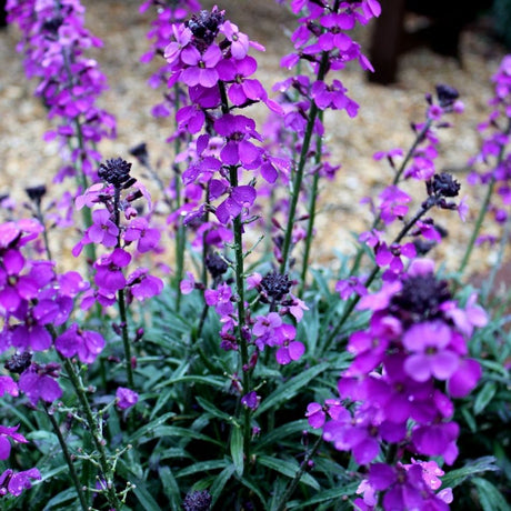 Upright Erysimum ‘Bowles’s Mauve’ spikes densely lined with violet-purple flowers.