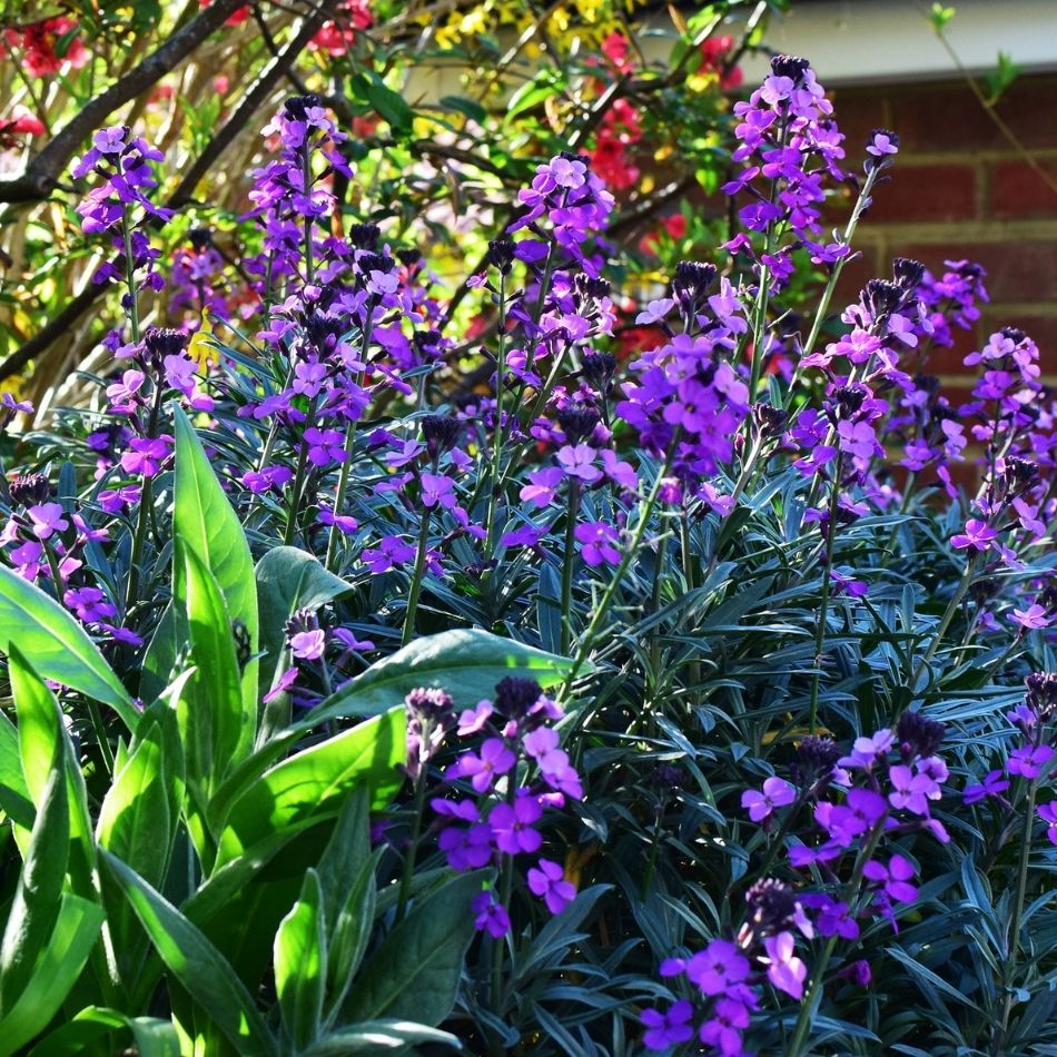 Erysimum ‘Bowles’s Mauve’ flowering abundantly in a bright mixed garden border.
