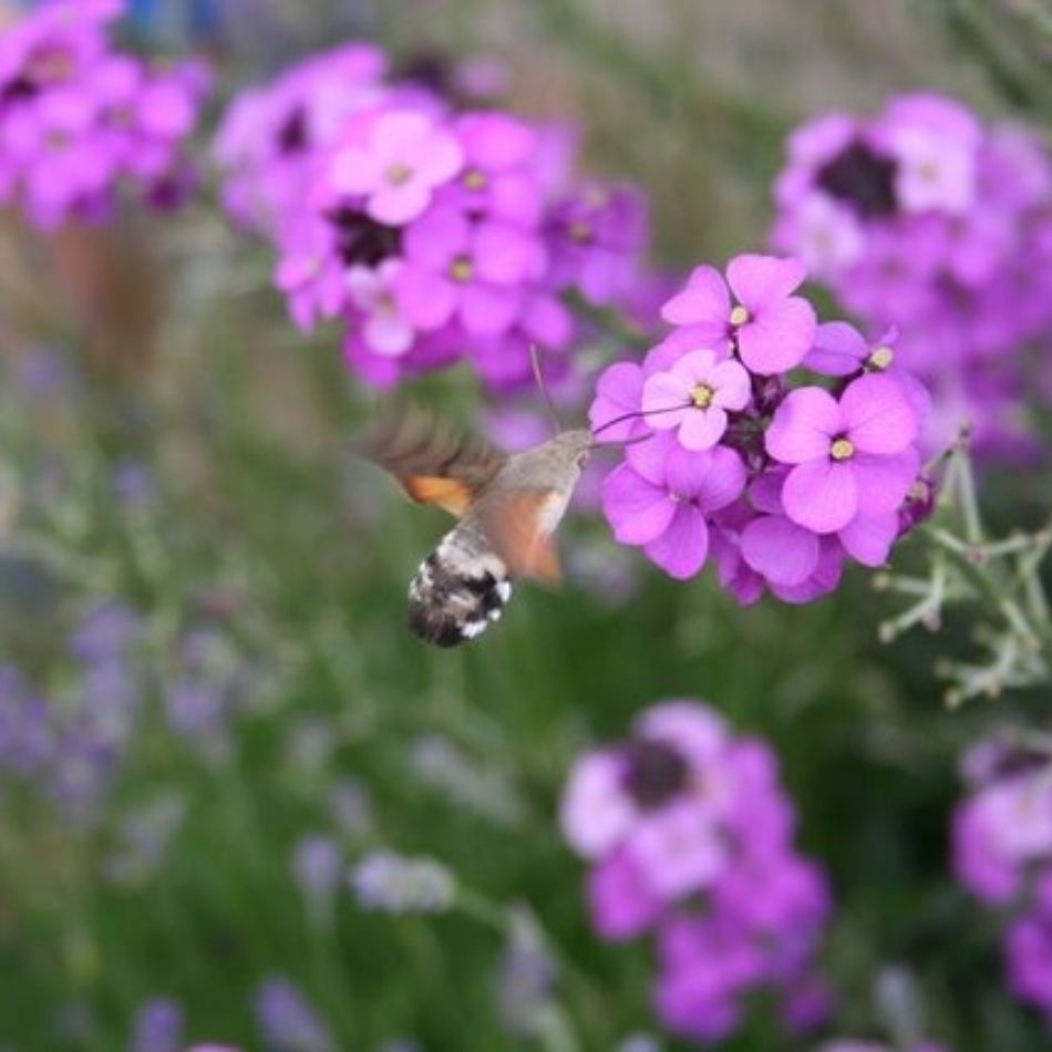 Small bee hovering beside vivid mauve Erysimum ‘Bowles’s Mauve’ flowers.