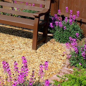 Erysimum ‘Bowles’s Mauve’ growing beside a wooden bench with purple flowers above narrow grey-green foliage.