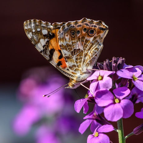 Painted lady butterfly feeding on purple Erysimum ‘Bowles’s Mauve’ flowers.