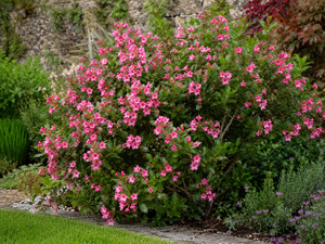 Large Escallonia ‘Apple Blossom’ flowering abundantly at the edge of a garden border.