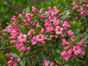 Close-up of pink tubular Escallonia ‘Apple Blossom’ flowers among small glossy leaves.