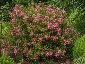 Rounded Escallonia ‘Apple Blossom’ shrub covered in rosy pink flowers beside a hedge.