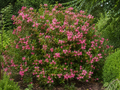 Rounded Escallonia ‘Apple Blossom’ shrub covered in rosy pink flowers beside a hedge.