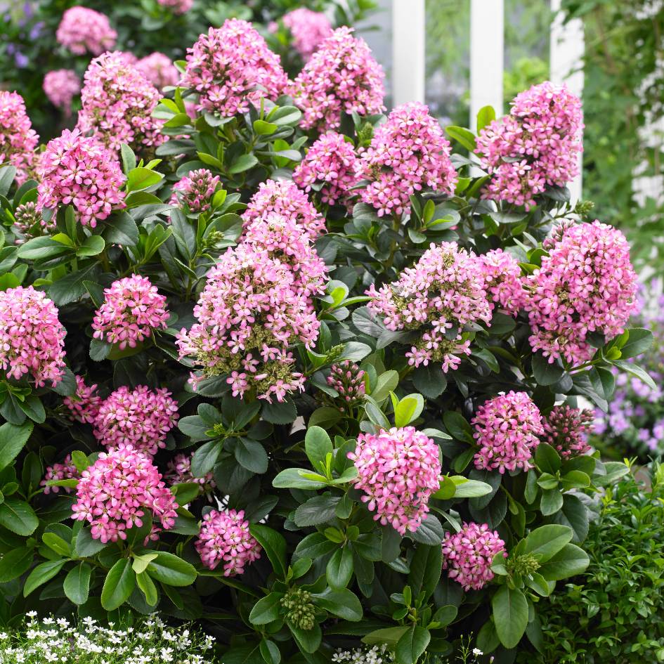 Escallonia laevis ‘Pink Elle’