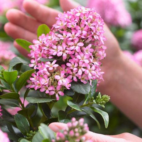 Hand holding a compact pink Escallonia laevis ‘Pink Elle’ flower cluster above glossy foliage.