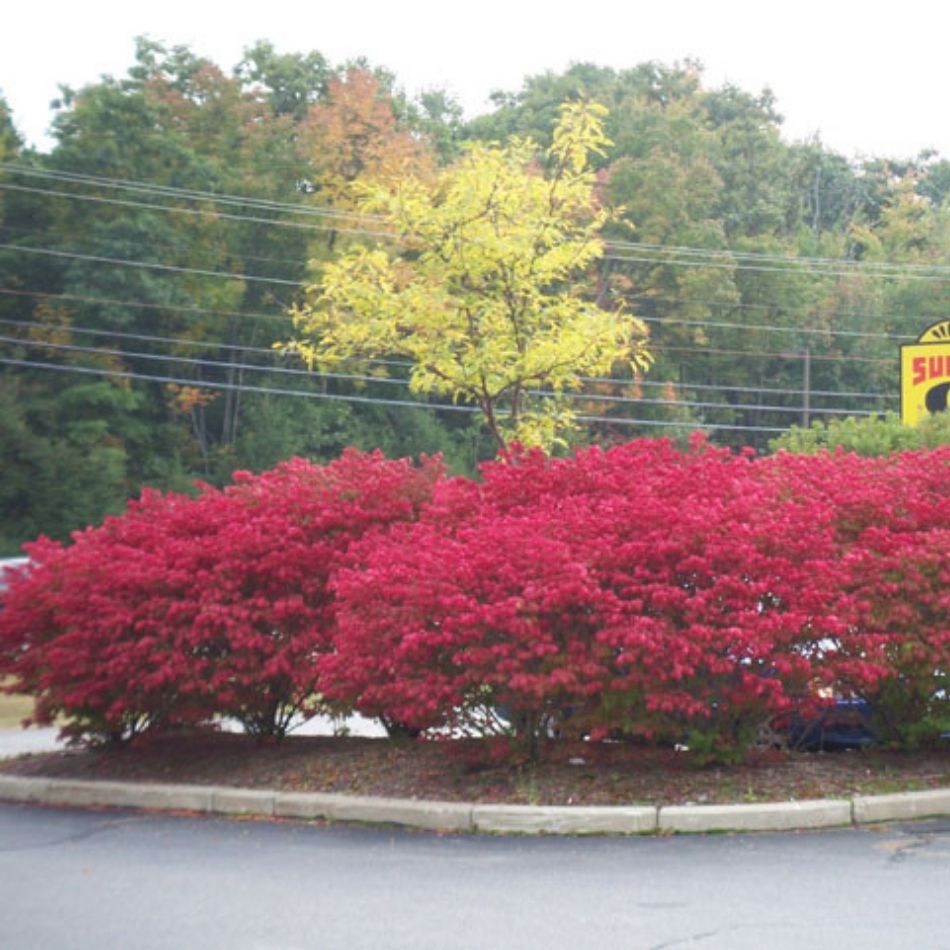 Euonymus alatus