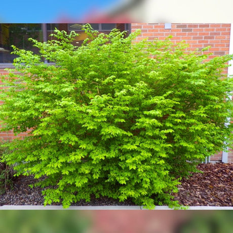 Fresh green summer foliage on a rounded Euonymus alatus shrub.