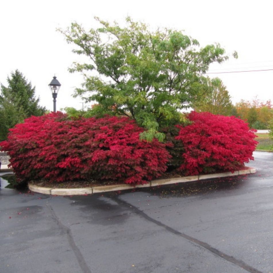 Euonymus alatus
