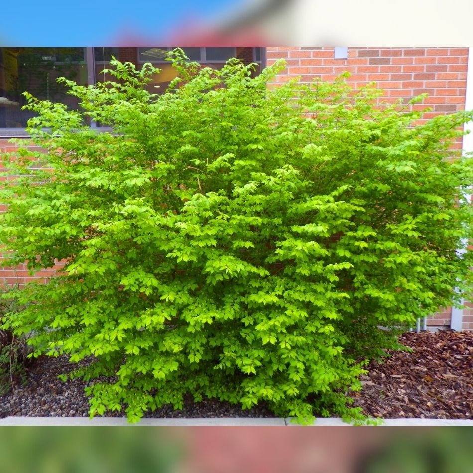 Euonymus alatus