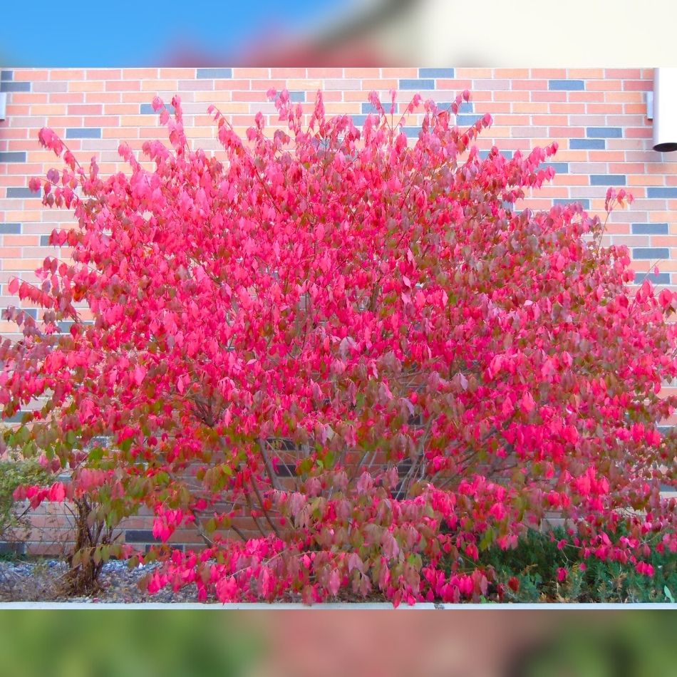 Euonymus alatus