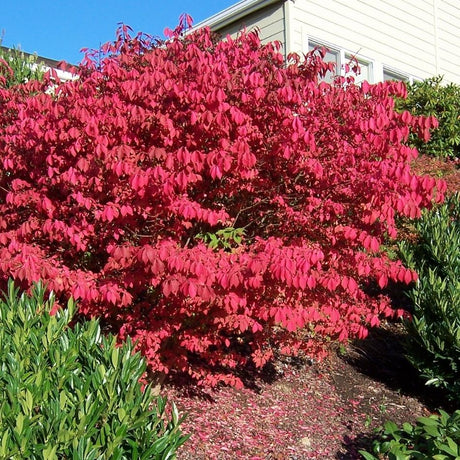 Large Euonymus alatus shrub glowing crimson red in autumn beside a house.