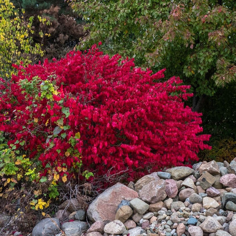 Rounded Euonymus alatus ‘Compactus’ displaying dense red autumn leaves in a rock garden.