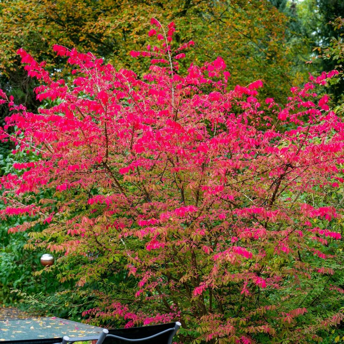 Euonymus alatus