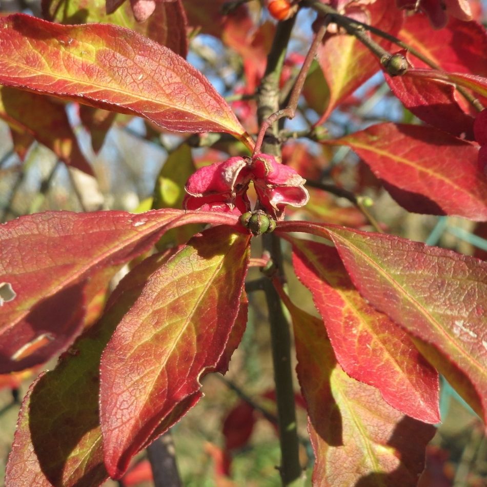 Euonymus europaeus