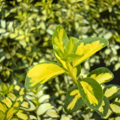 Close-up of bright yellow-centred Euonymus fortunei ‘Blondy’ foliage.