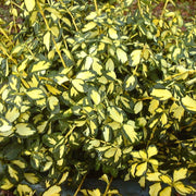 Dense mass of small Euonymus fortunei ‘Blondy’ leaves with golden centres and green margins.