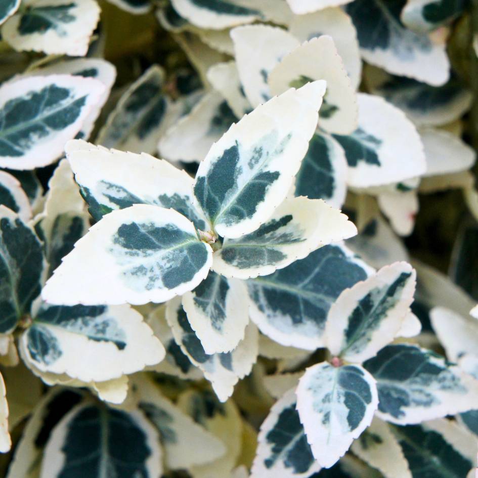 Close-up of white-edged, dark green Euonymus fortunei ‘Dan’s Delight’ foliage.