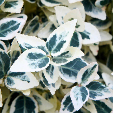 Close-up of white-edged, dark green Euonymus fortunei ‘Dan’s Delight’ foliage.