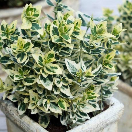 Compact potted Euonymus fortunei ‘Dan’s Delight’ with dark green, cream-edged leaves.