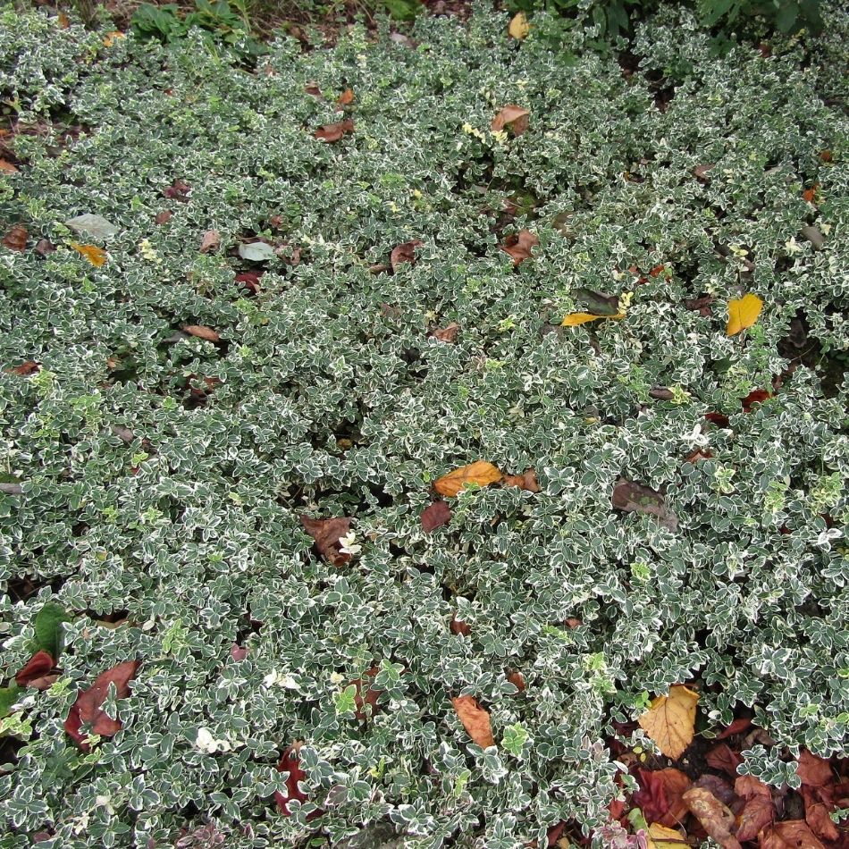 Euonymus fortunei ‘Emerald Gaiety’