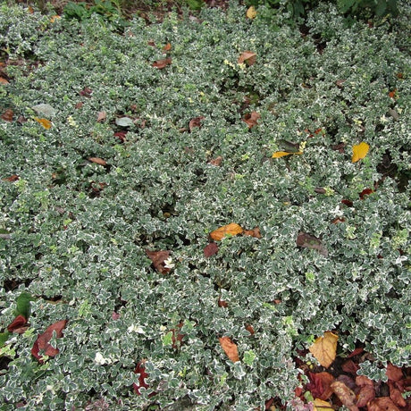 Euonymus fortunei ‘Emerald Gaiety’