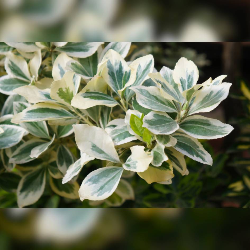 Close-up of cream-edged Euonymus fortunei ‘Silver Queen’ leaves.