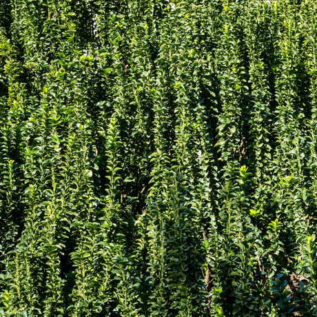 Euonymus japonicus ‘Benkomasaki’