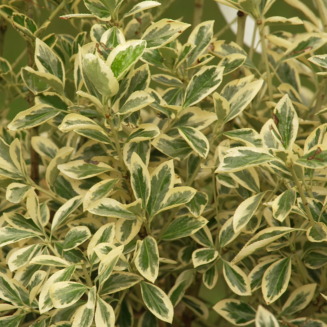 Euonymus japonicus ‘Bravo’ (Pleached)