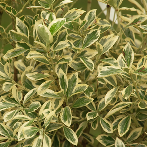 Euonymus japonicus ‘Bravo’ (Pleached)