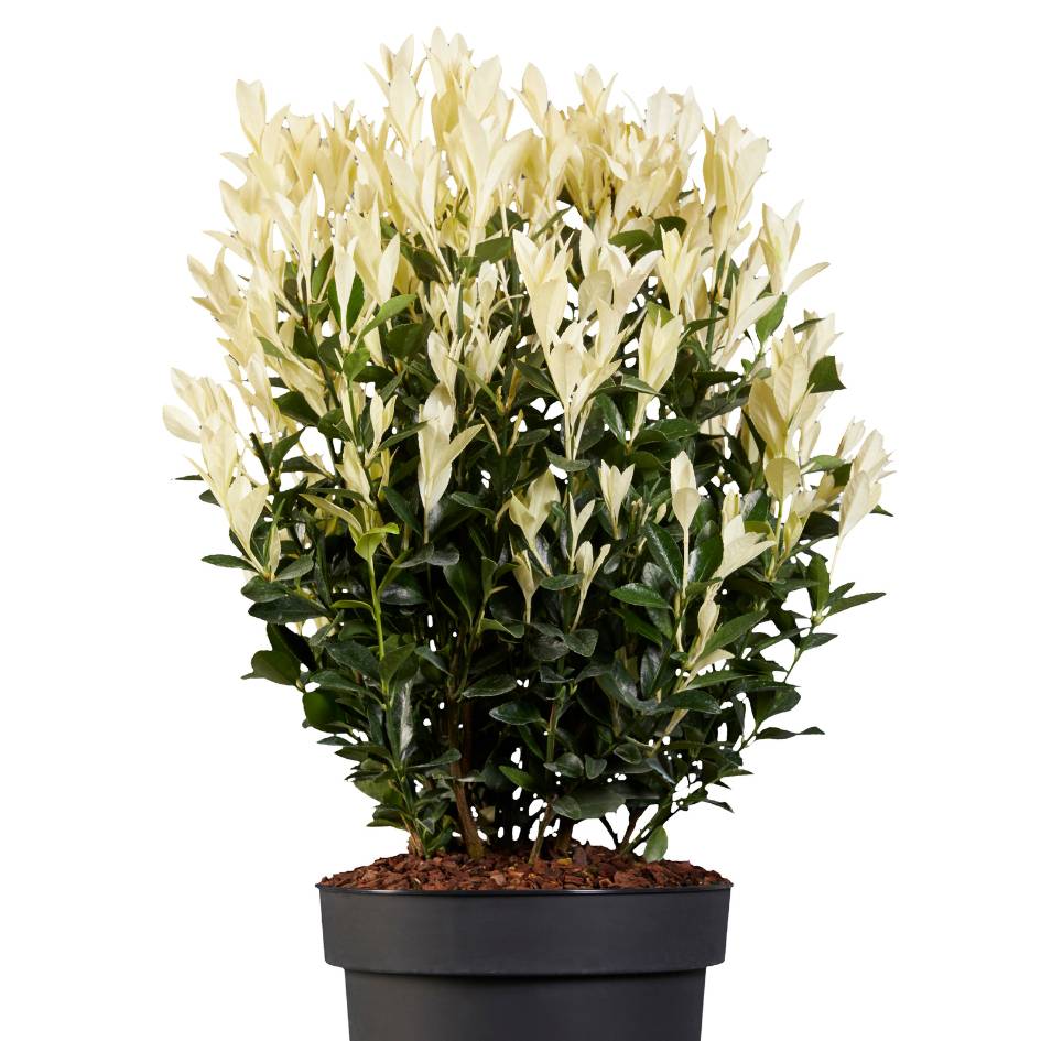 Compact potted Euonymus japonicus ‘Himalaya’ with ivory new growth above dark green leaves.