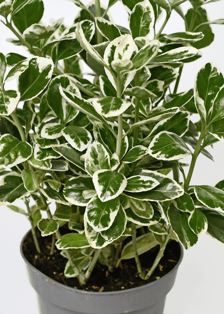 Potted Euonymus japonicus ‘Kathy’ with compact green leaves neatly edged white.