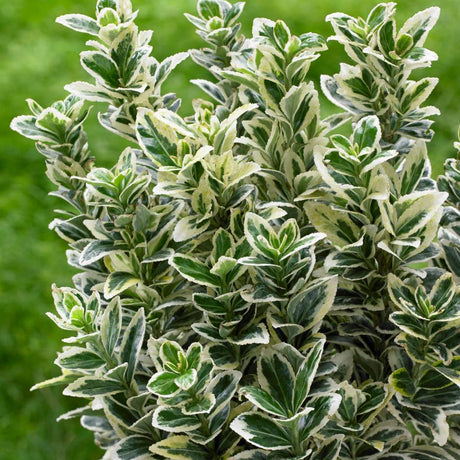 Dense column of green and white Euonymus japonicus ‘White Spire’ foliage.