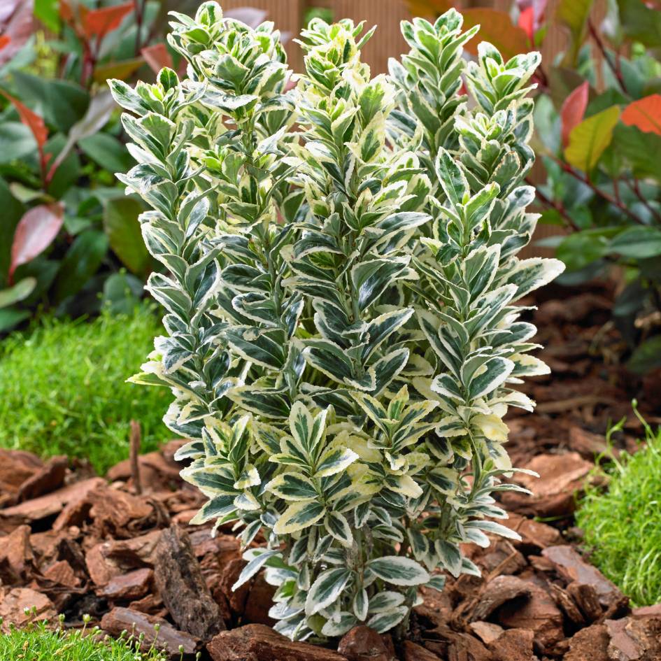 Euonymus japonicus ‘White Spire’