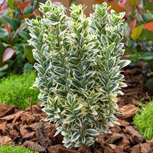 Euonymus japonicus ‘White Spire’