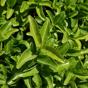 Euonymus japonicus (Pleached)