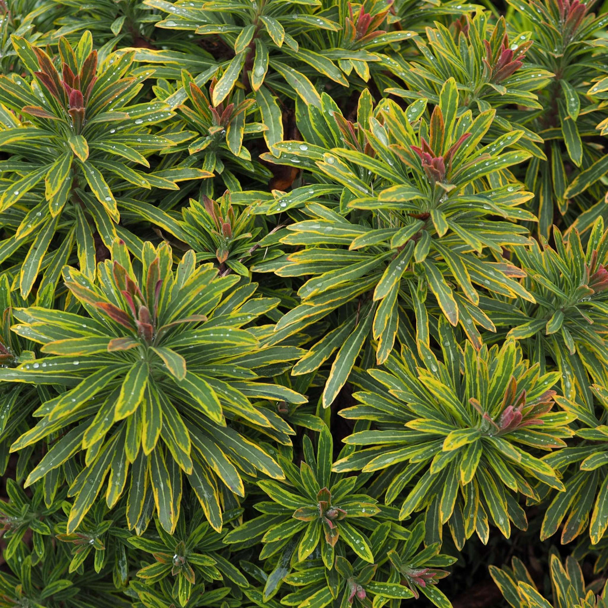 Euphorbia × martini ‘Ascot Rainbow’