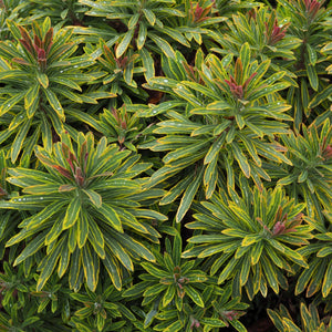 Euphorbia × martini ‘Ascot Rainbow’