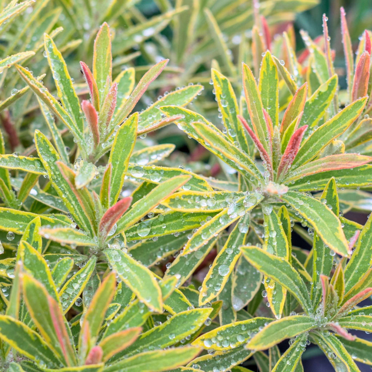 Euphorbia × martini ‘Ascot Rainbow’