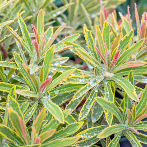 Euphorbia × martini ‘Ascot Rainbow’