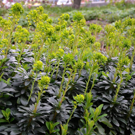 Euphorbia robbiae