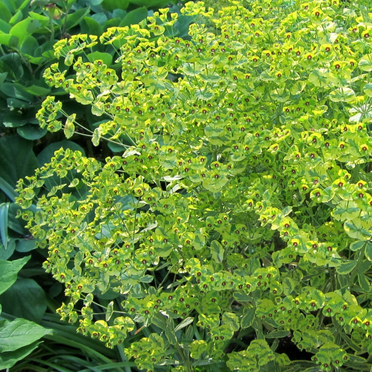 Chartreuse Euphorbia × martini ‘Ascot Rainbow’ flower bracts above variegated foliage.